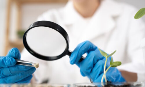 Chemical Laboratory of the Food supply. a lab assistant with a magnifying glass looks into a petri dish experiments. Food in laboratory